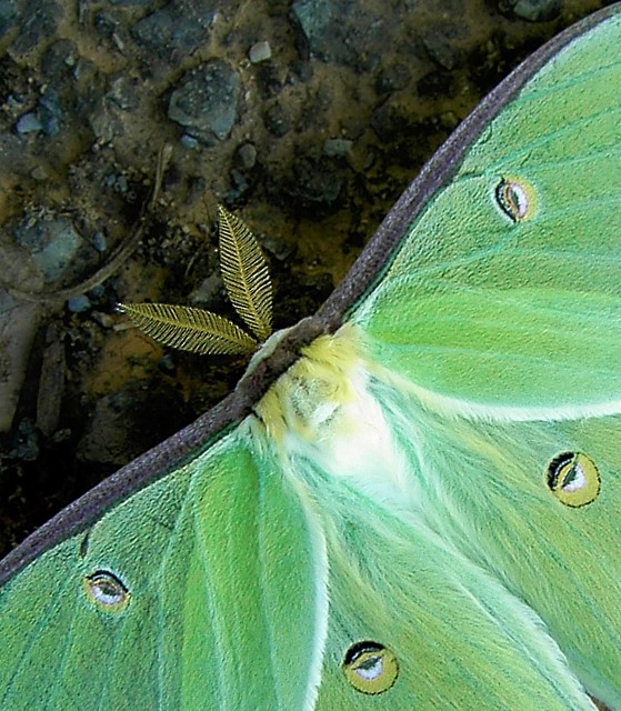 Luna Moth