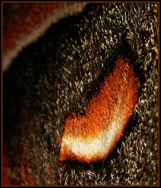 Moth Abstract