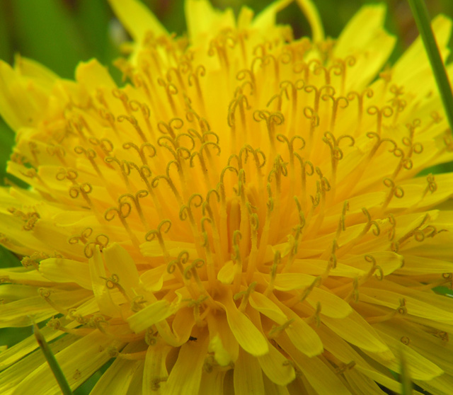 Dandilion