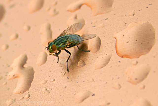 Small Fly