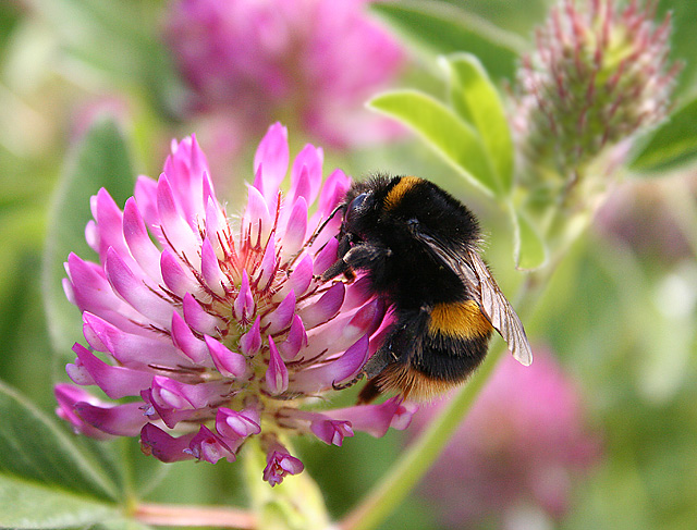 In the Clover