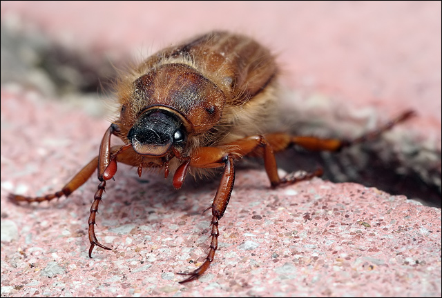 CockChafer Beetle