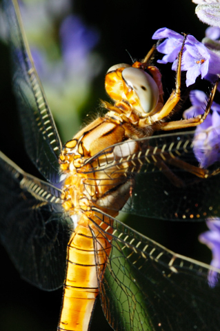 Dragonfly likes lavender