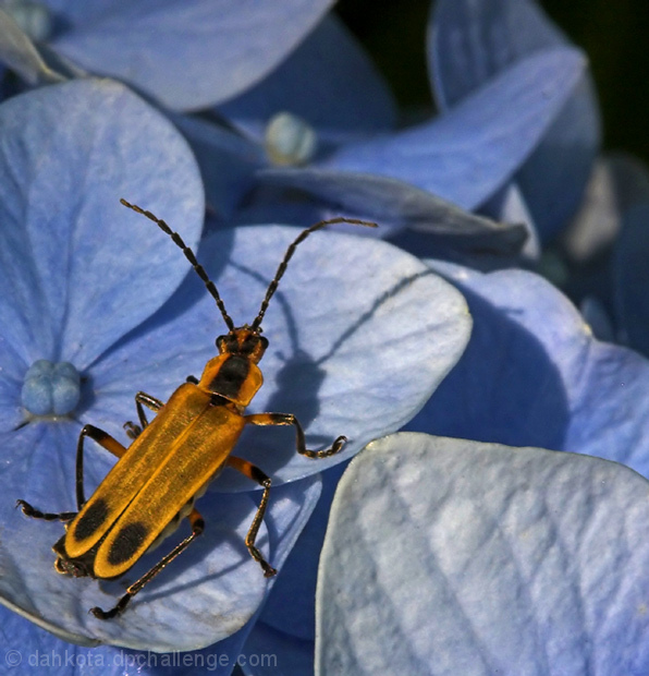 Lightning Bug on Hydrangea