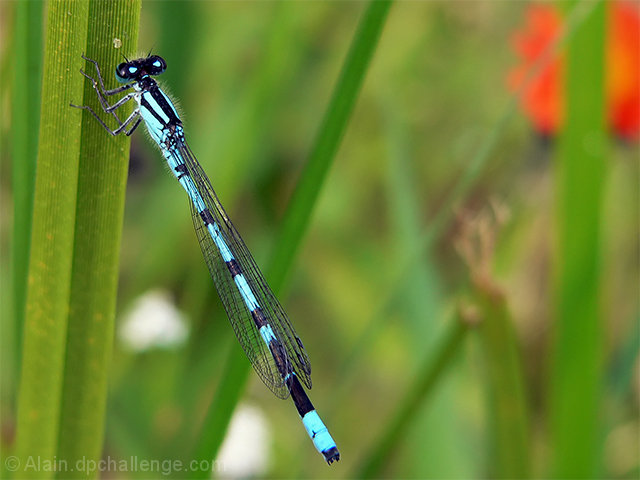 Common Blue Damselfly