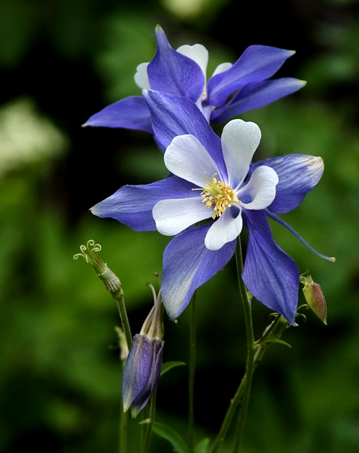 Columbines Hangin with their buds!