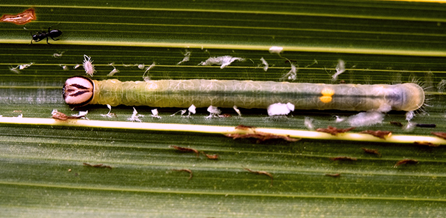 Palm Dart Exposed