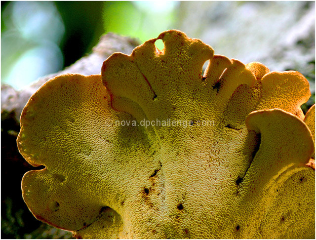 Oak Tree Fungi