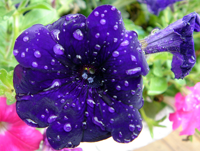 Water on Flower