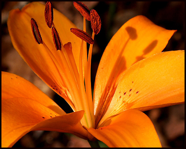 lily at dawn