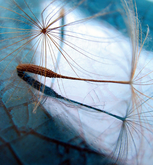 dandelion seeds