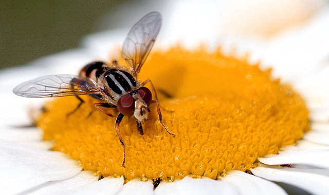 Hover Fly