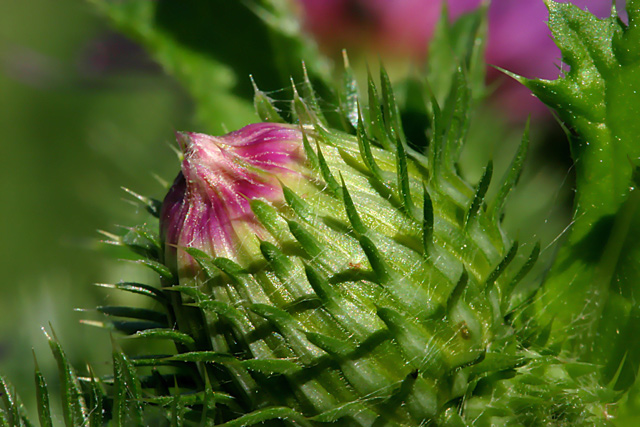 Exotic plant