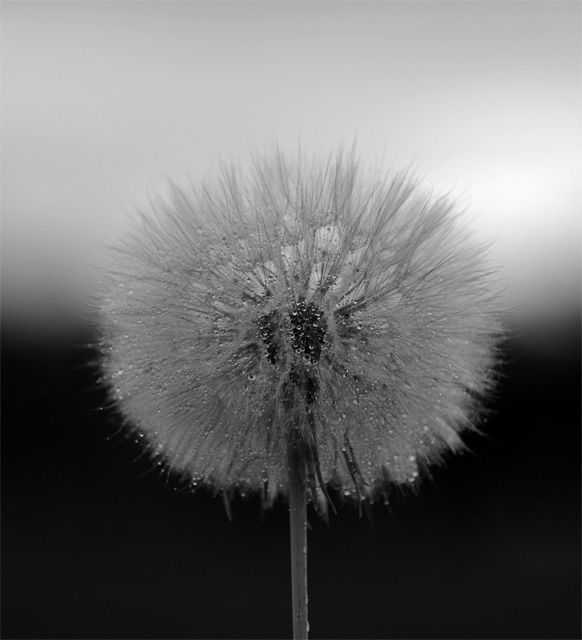 Dandelion