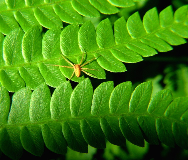 Itsy bitsy 7 legged Arachnid