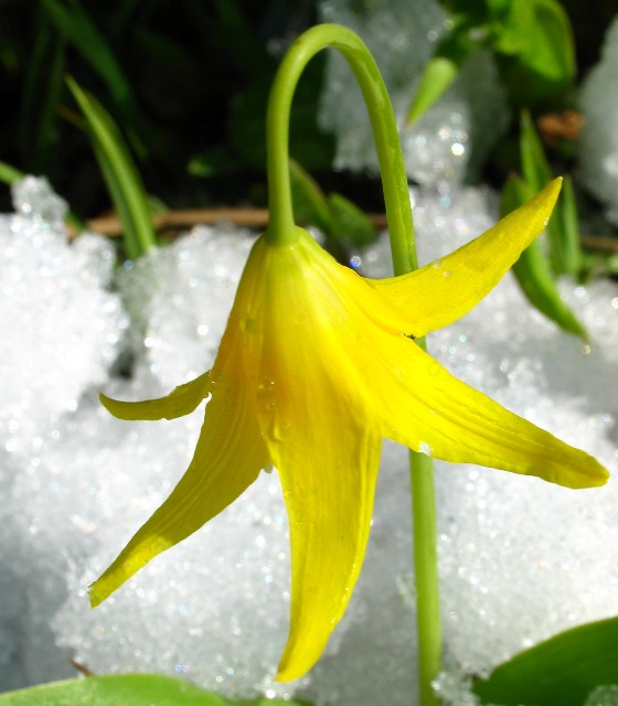 Glacier Lilly in Snow