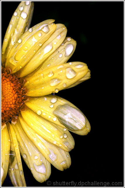 Wet Petals