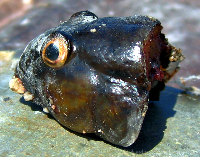 Fish Head - Fish Head - Rolly Polly - Fish Head