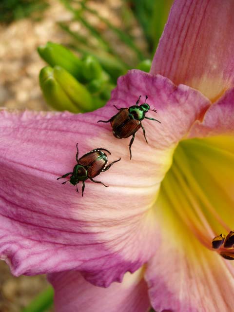 Don't Bug Me It's Lunch Time