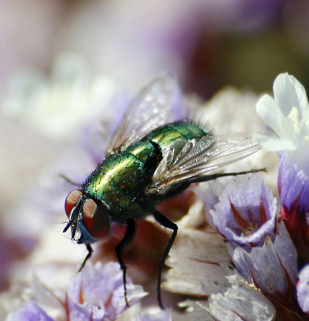 Fly in the flowers