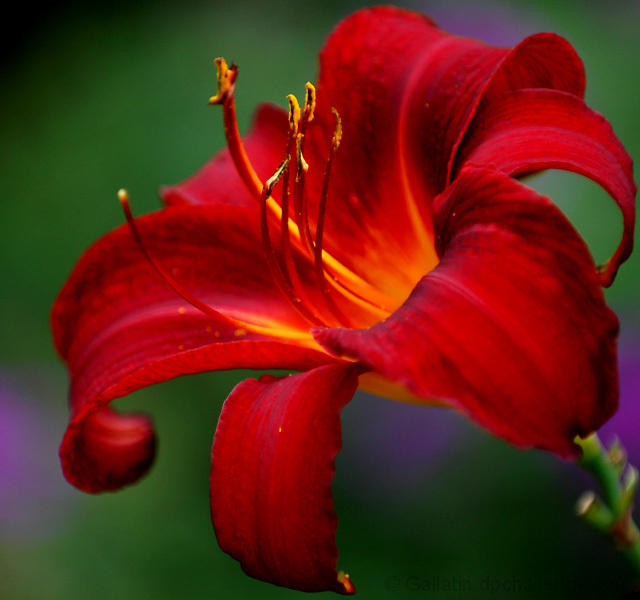 Daylily