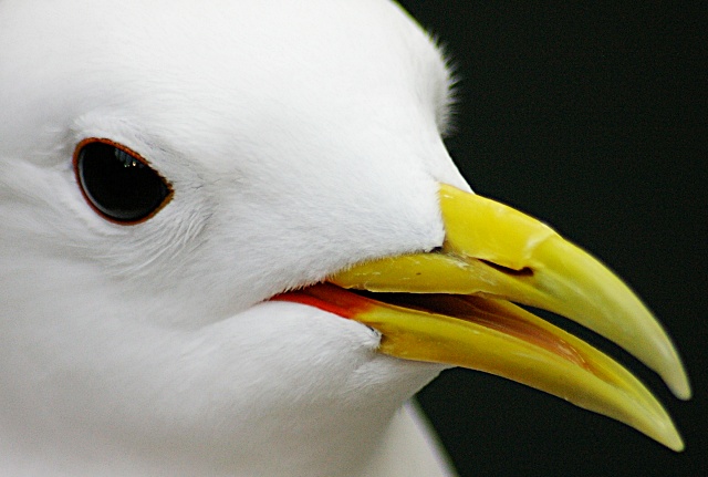 Seagull