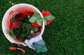 In the Rose Garden