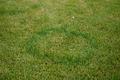 Small crop circle in my lawn?