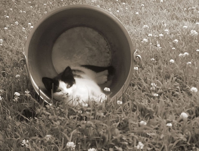 Pail of kitty