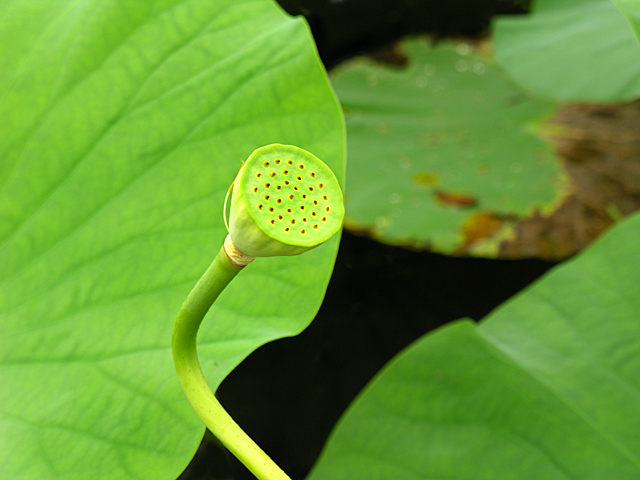 Water Lily After the Petals Drop