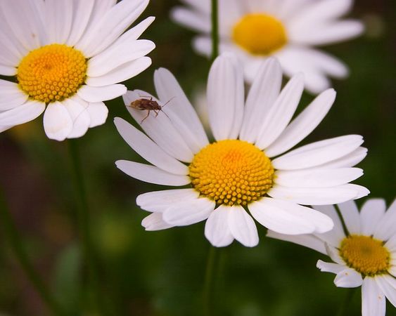 Daisies