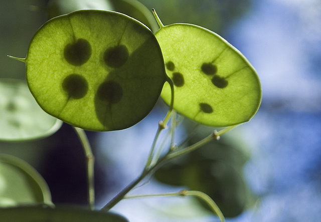 Circle plant close-up