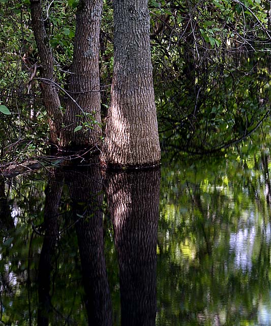 Rings & Reflections