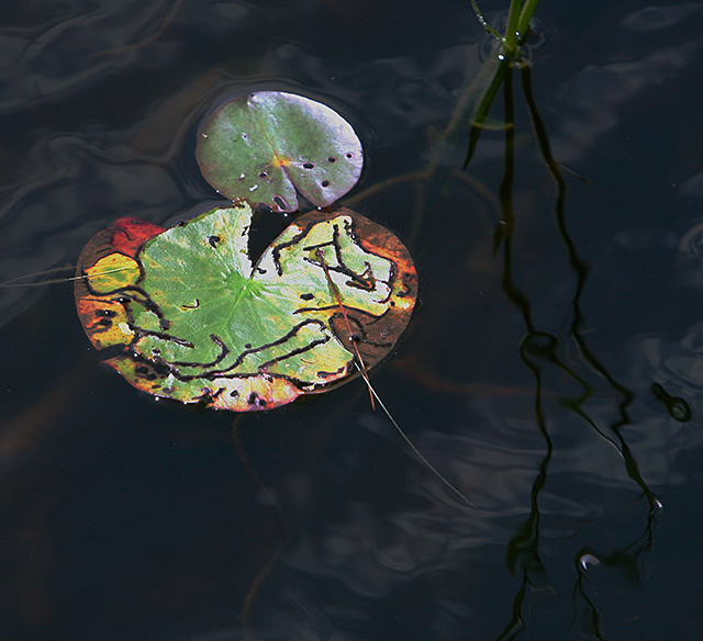 Natures Palette
