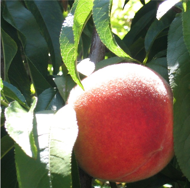 Sun-Kissed Peach