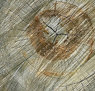 Circle in Wood