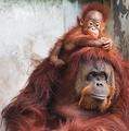 The single mom.