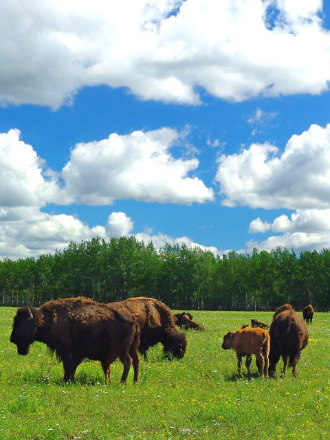 Buffalo Family