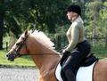Dressage Gold