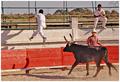 Bull Racing in the Camargue