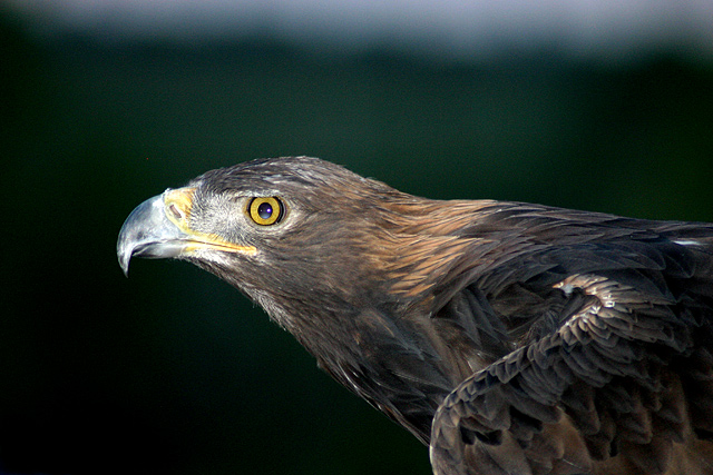 Ancient sport of falconry.