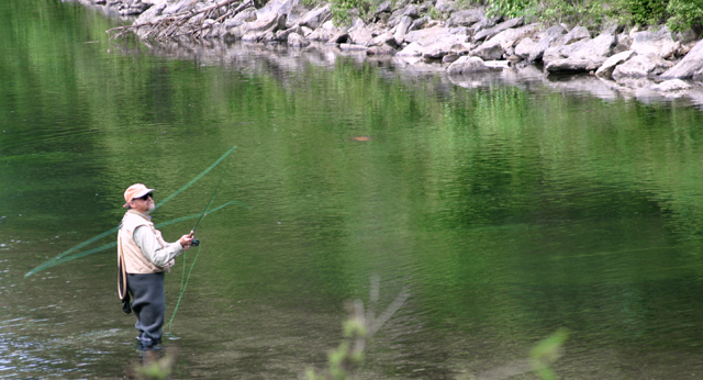 Fly Fisherman