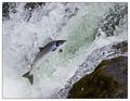 Free as a Fish