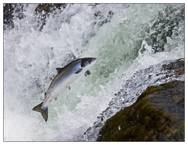 Free as a Fish