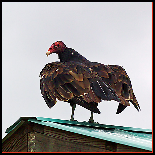 On the Roof