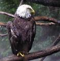 Bald Eagle in the Rain