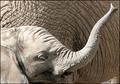 Trunk Call