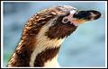 Penguin&acute;s pose
