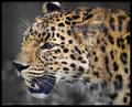 Spots Behind Bars