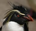 The Rockhopper